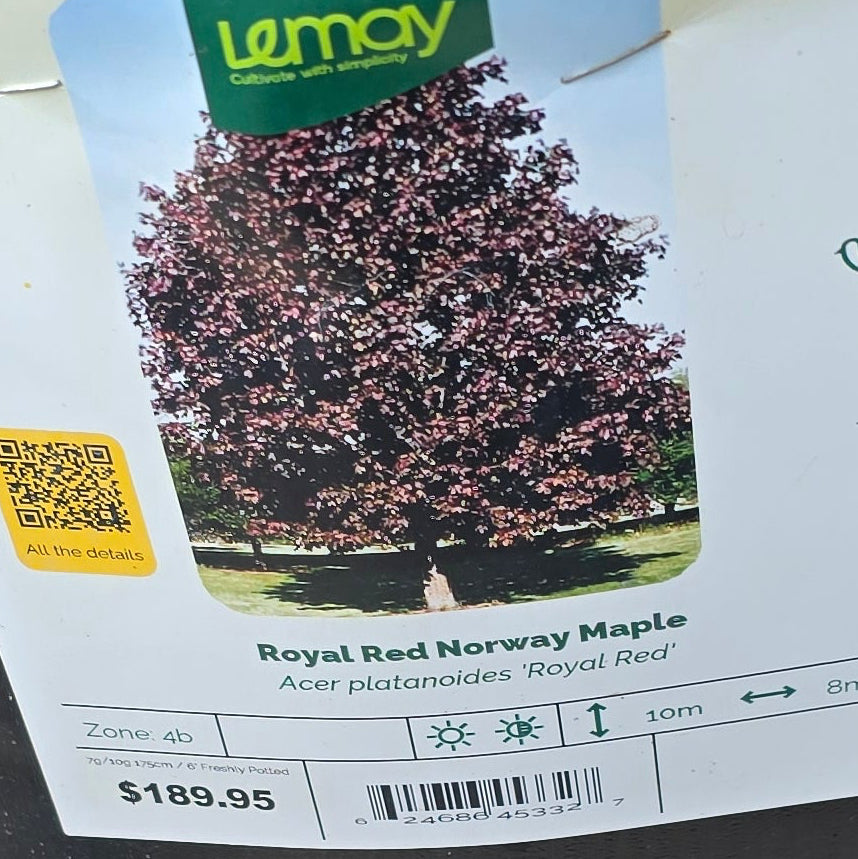 Maple - Royal Red Norway