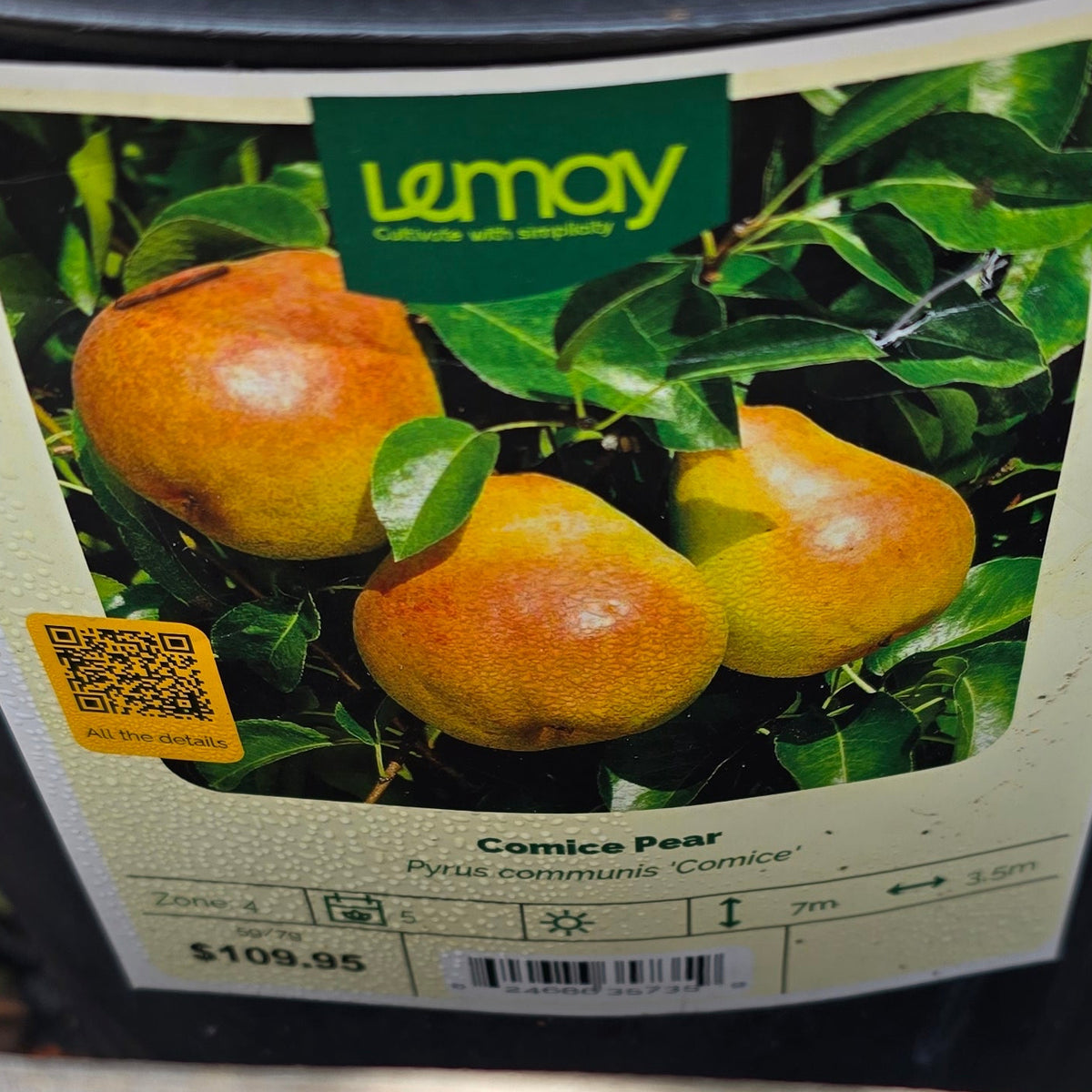 Pear - Comice