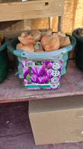 Tulipa PURPLE ELEGANCE BULB