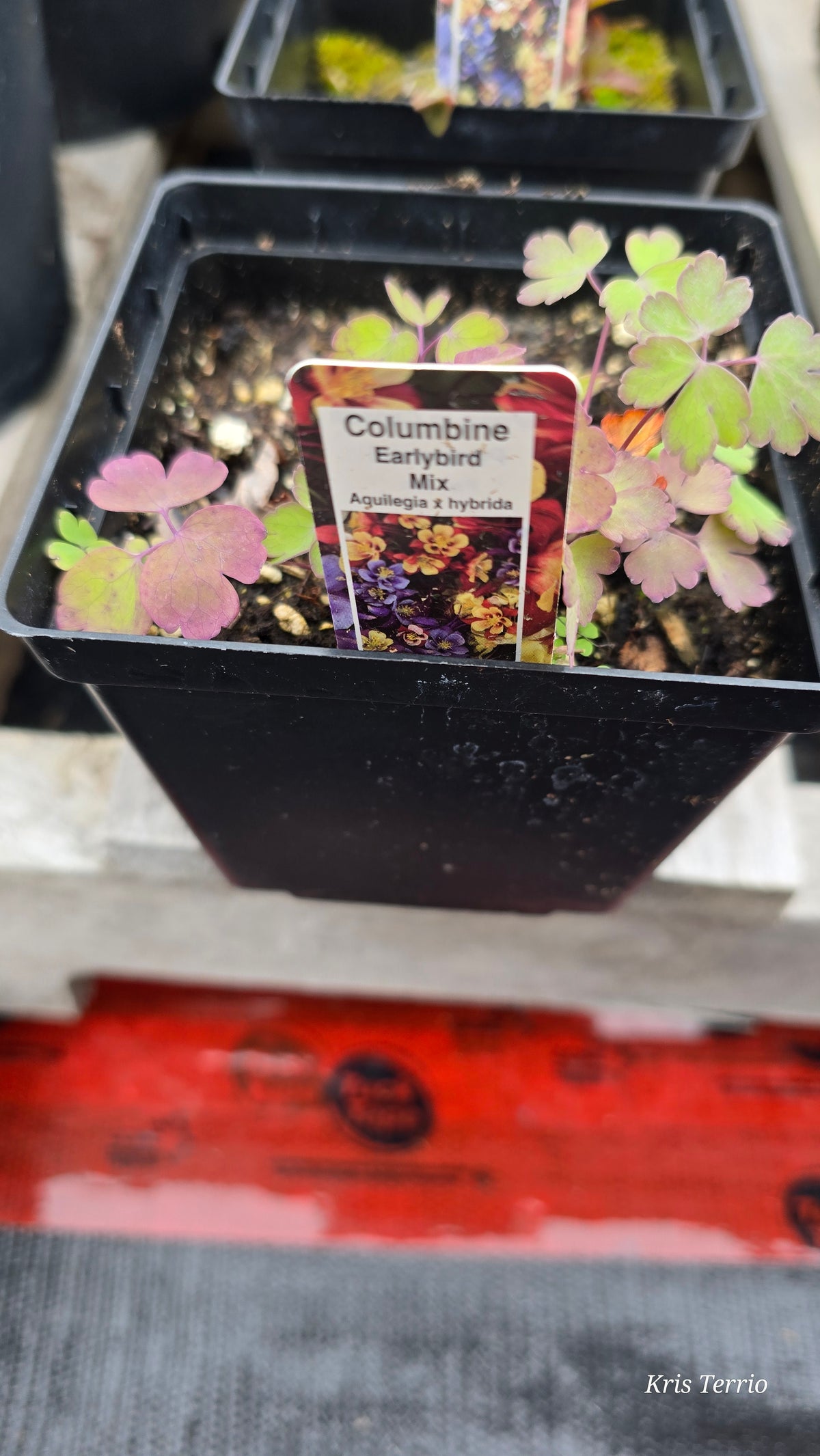 Aguilegia Hybrid COLUMBINE EARLYBIRD MIX