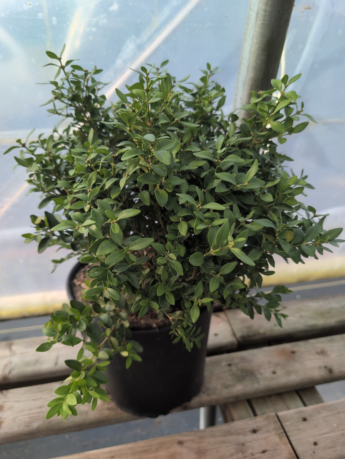 Boxwood