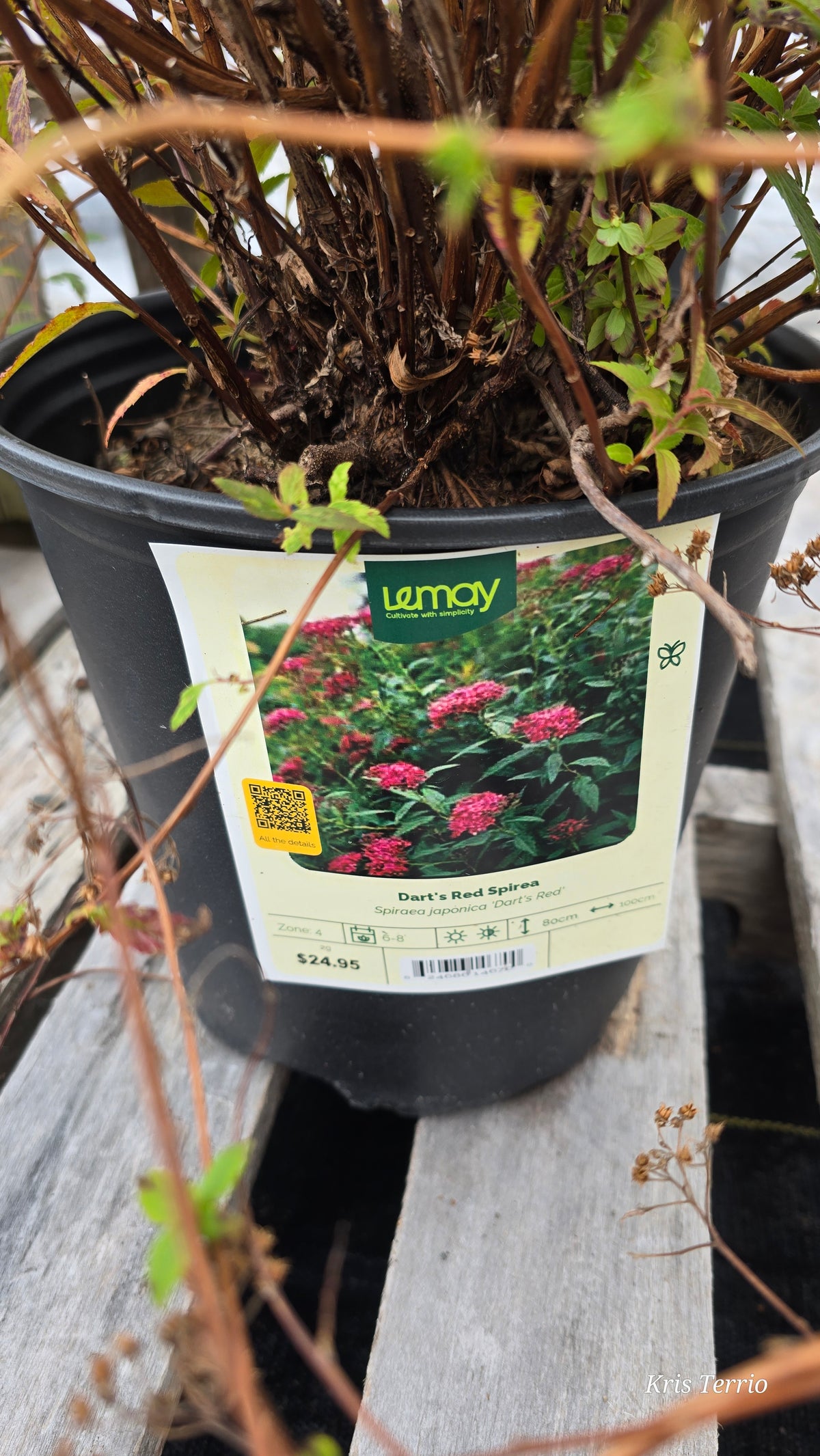 Shrub Spirea DART'S RED