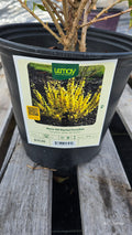 Forsythia - Show off Starlet