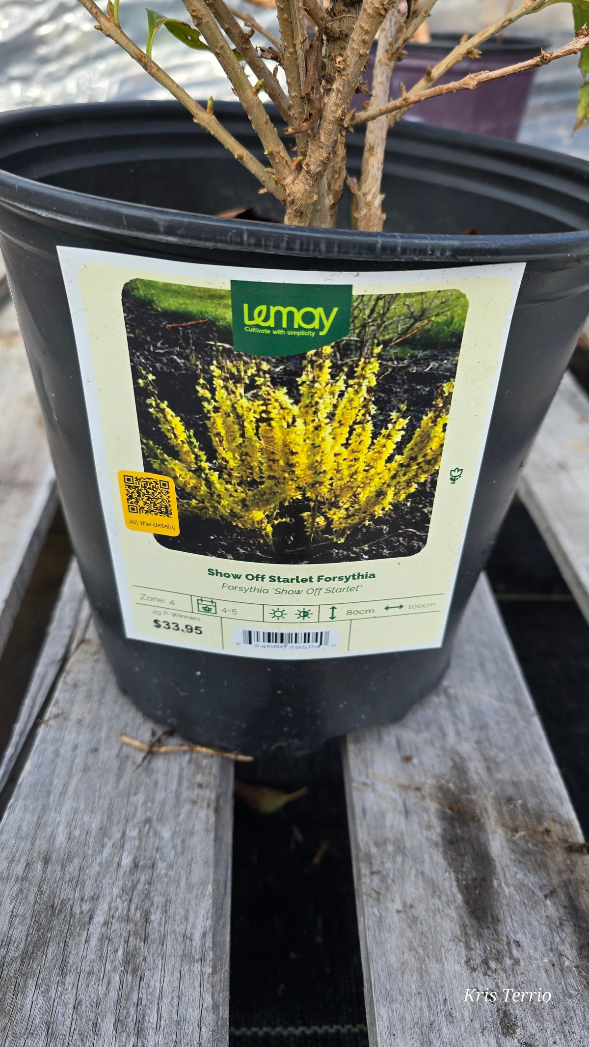 Forsythia - Show off Starlet