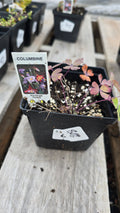 Aquilegia Hybrid COLUMBINE