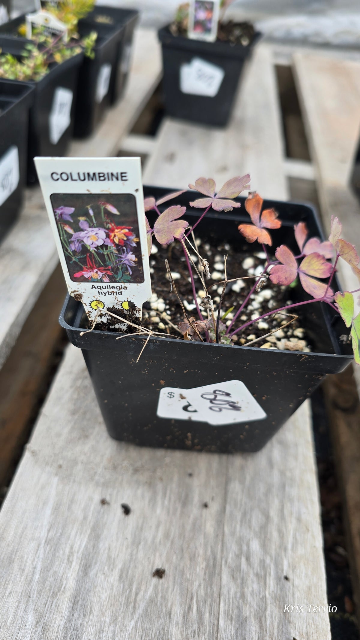 Aquilegia Hybrid COLUMBINE