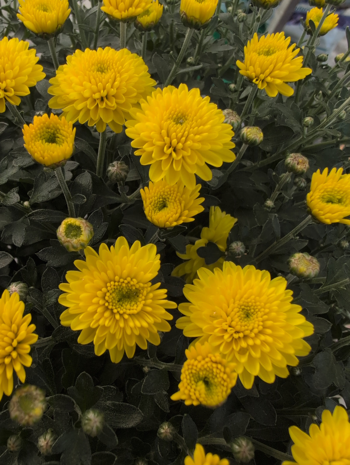 8" Mum