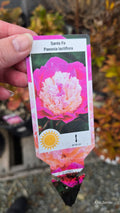 Peony SANTA FE