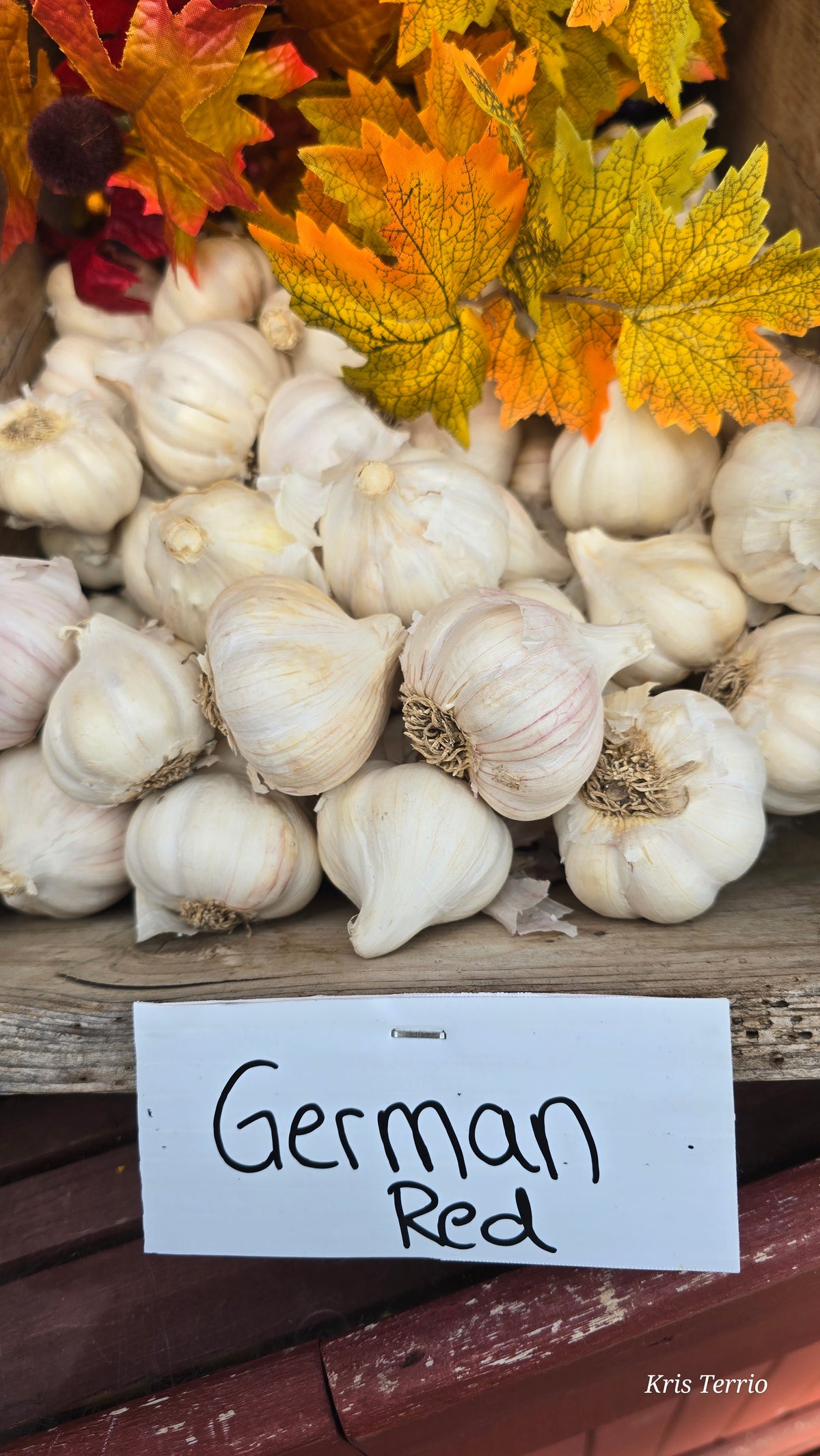German Red - Garlic