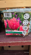 Tulipa PALEIS HET LOO BULB