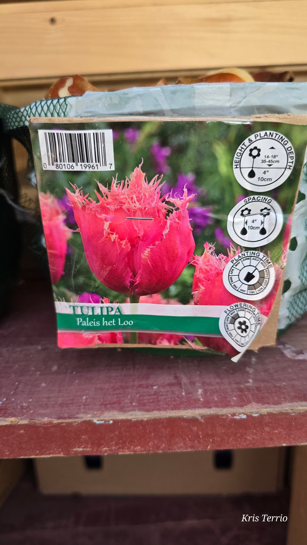 Tulipa PALEIS HET LOO BULB