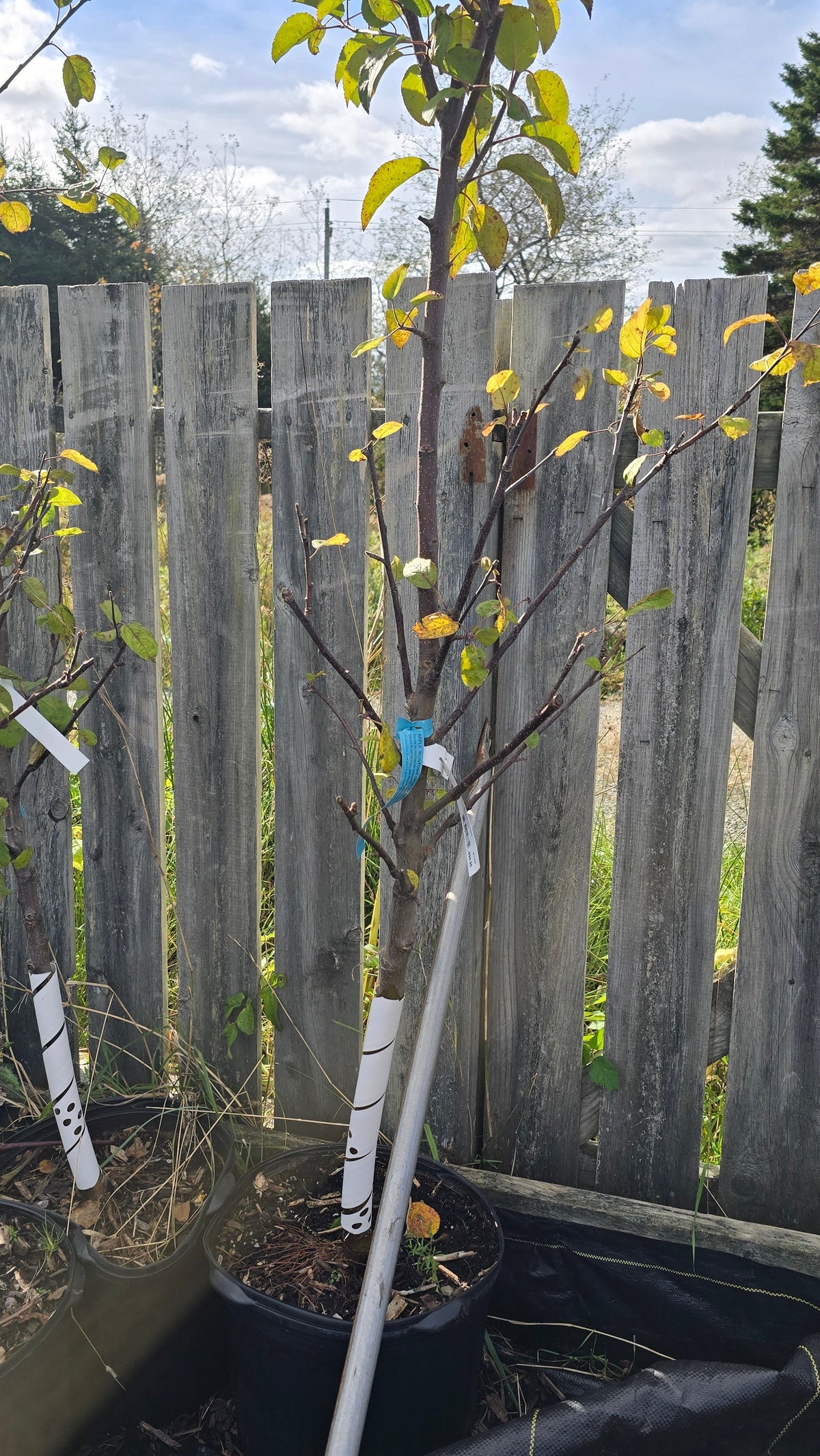 Apple - Macintosh