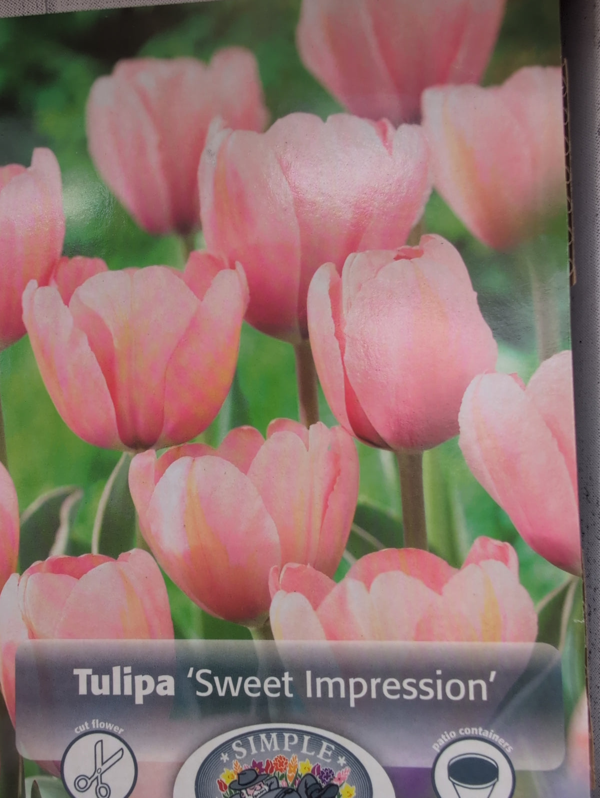 Tulipa Sweet Impression