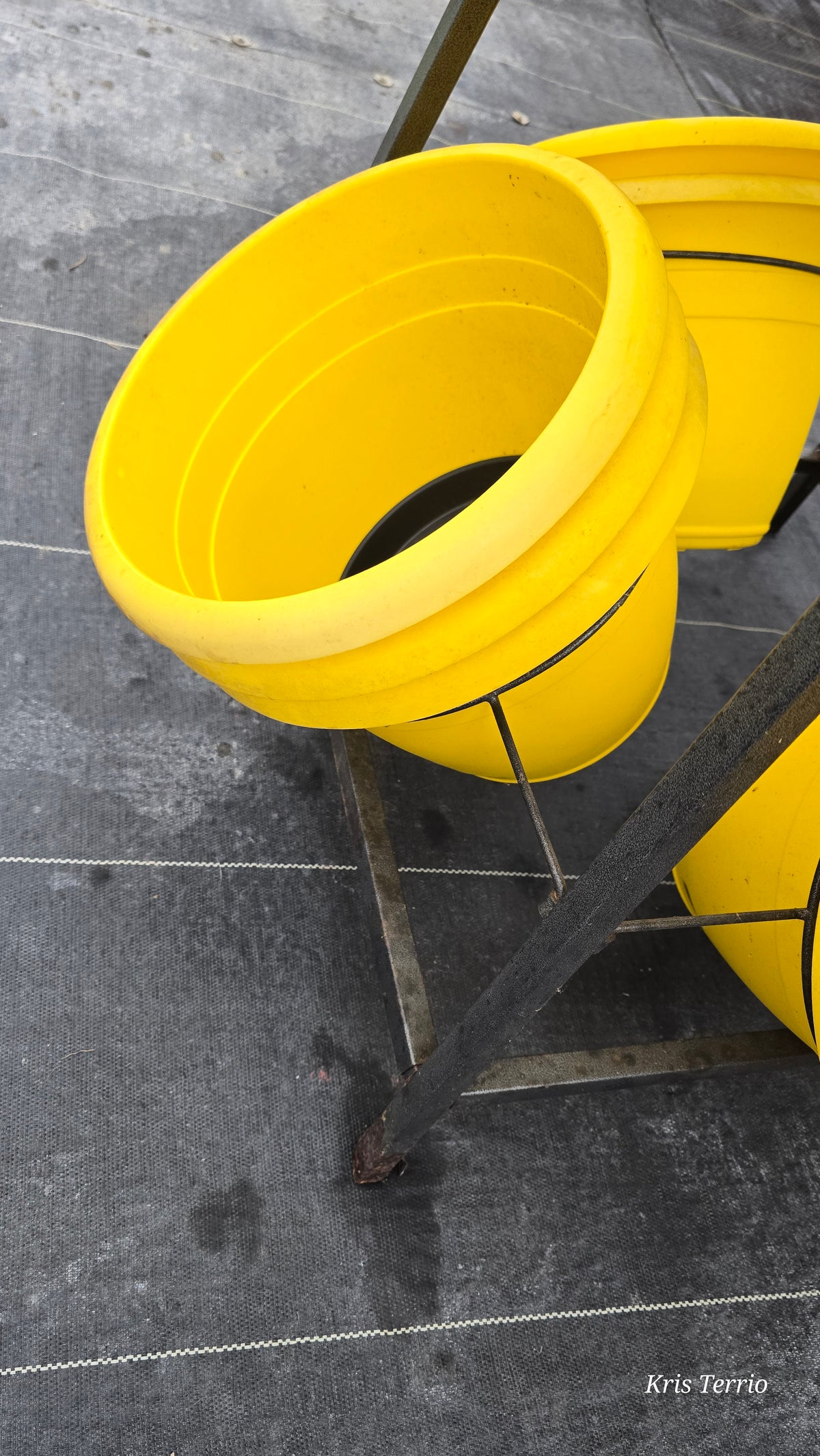 Yellow Plastic Pot 11"