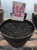 Pollinator Paradise WB