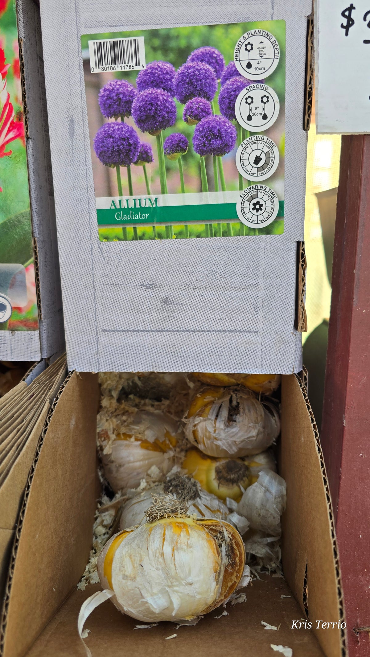 Allium Gladiator