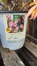 Weigela - Sonic Bloom Pure Pink