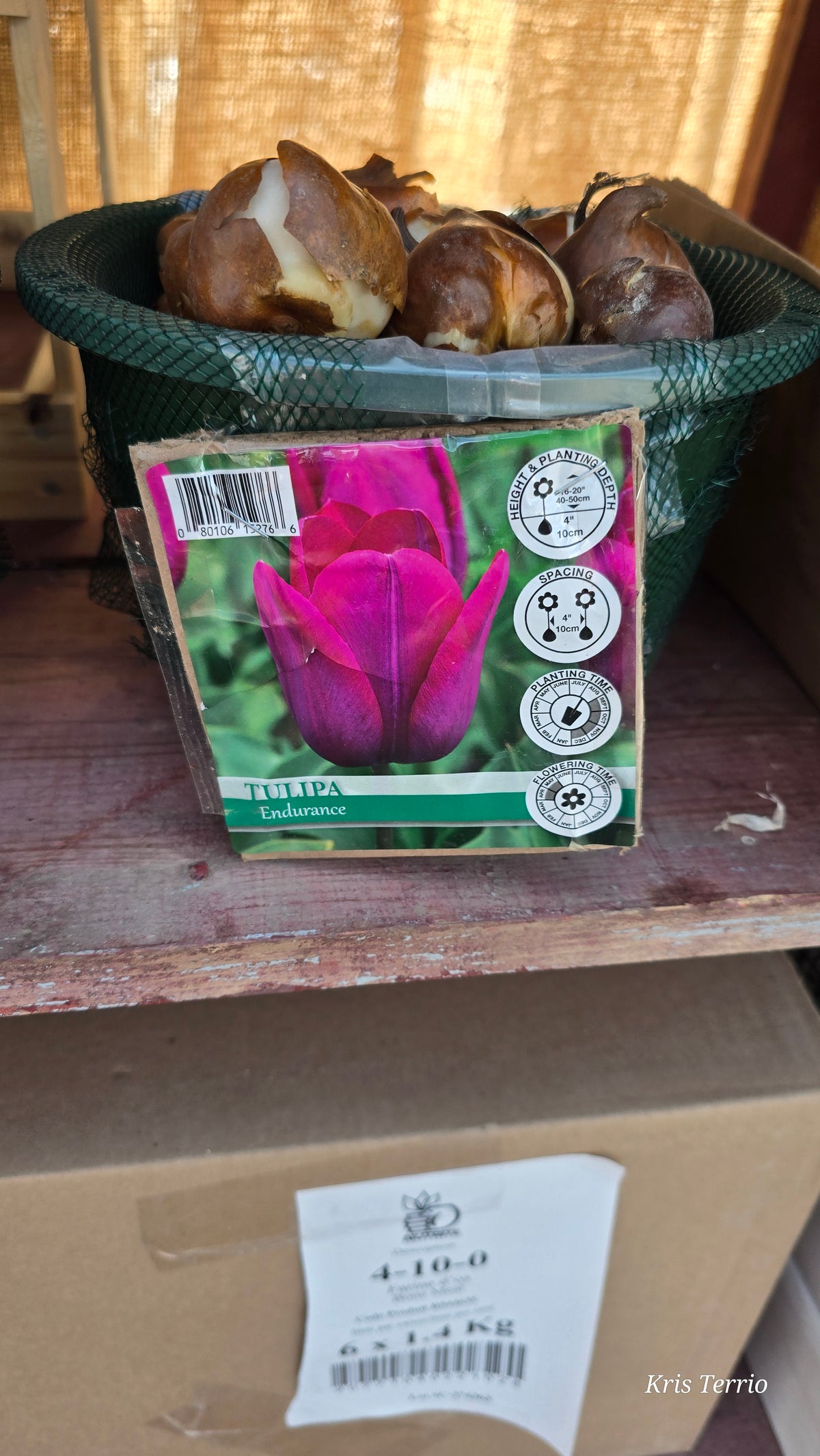 Tulipa ENDURANCE BULB