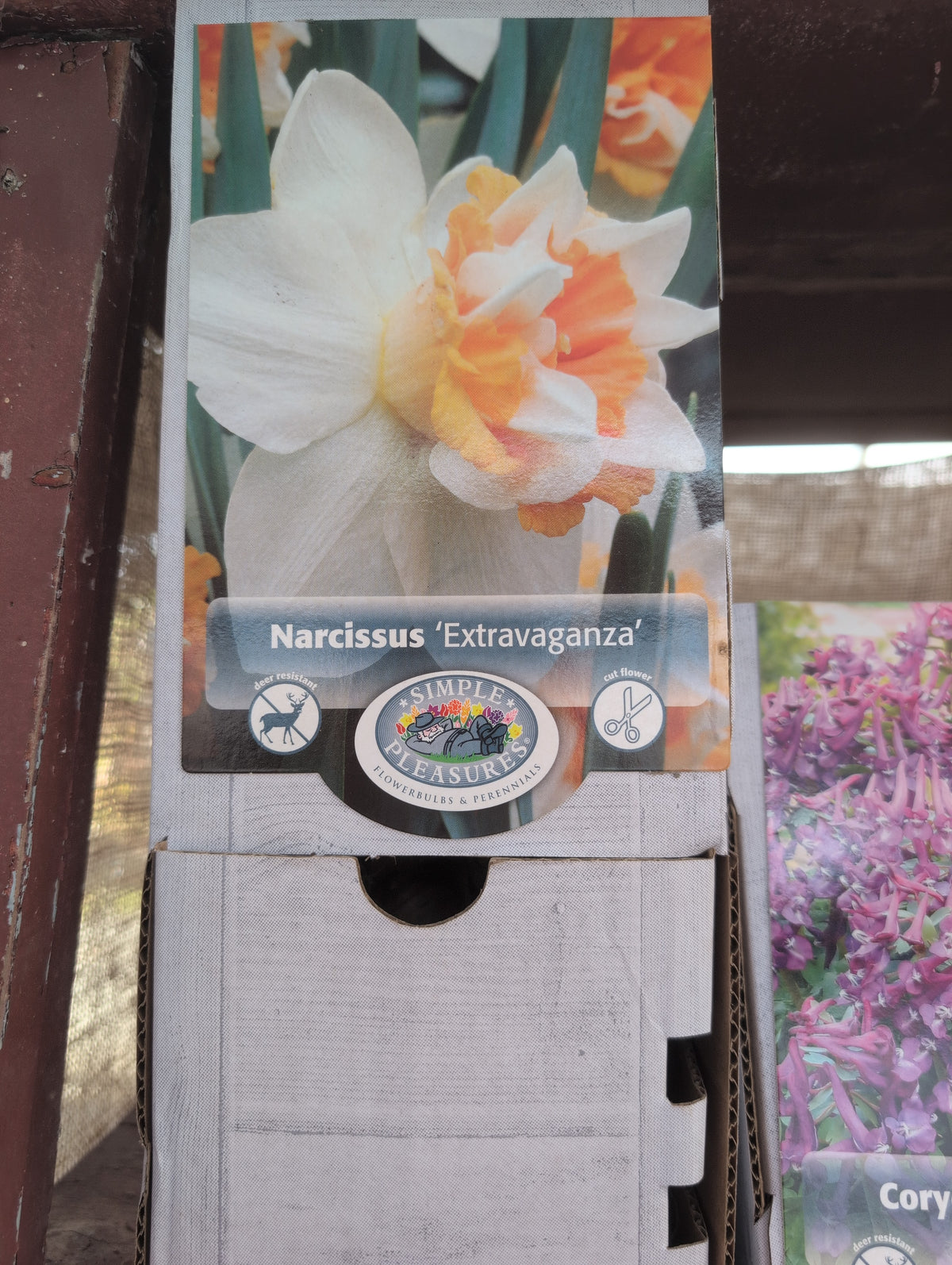 Narcissus Extravaganza