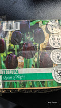 Tulipa QUEEN OF THE NIGHT