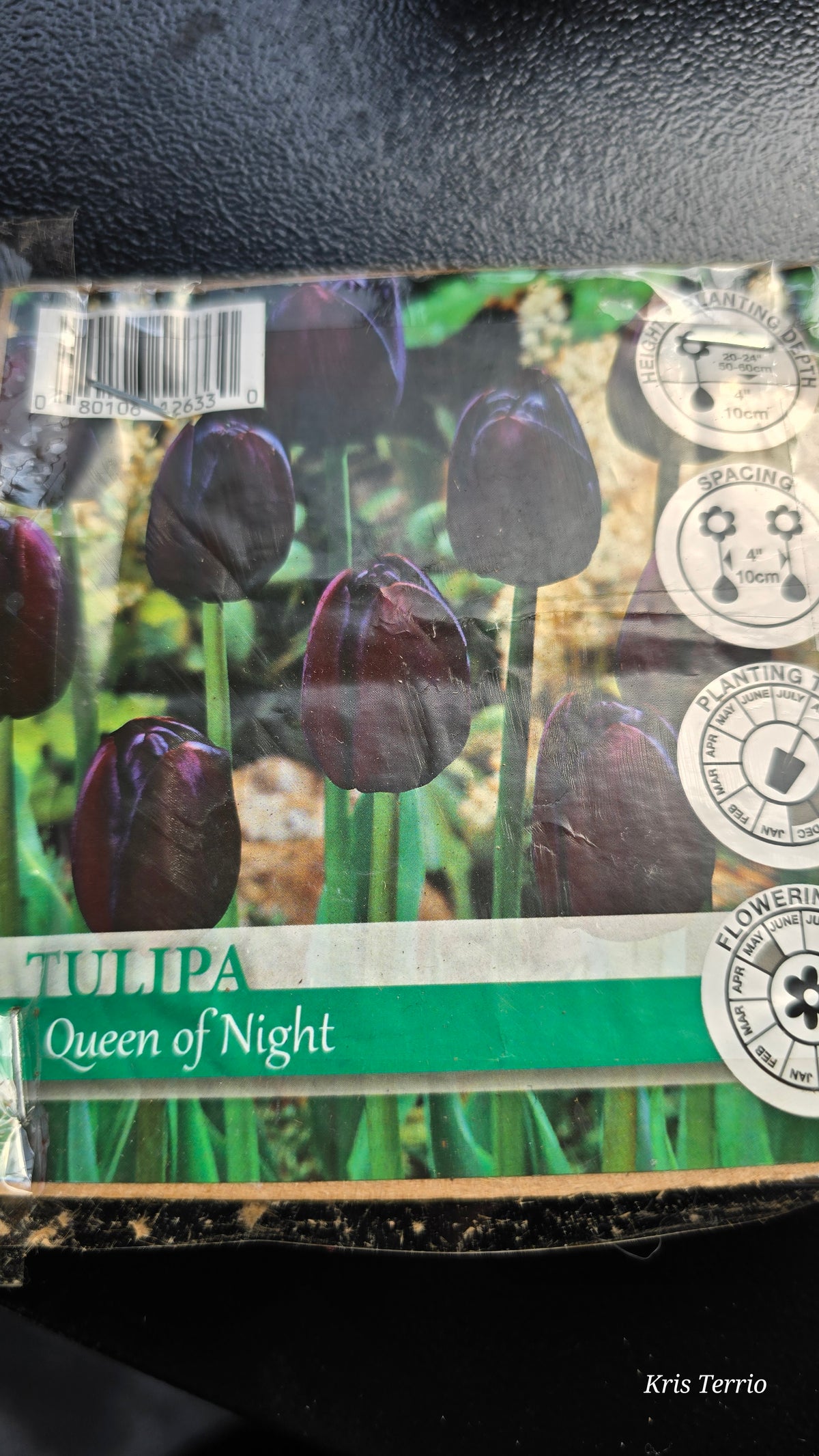Tulipa QUEEN OF THE NIGHT