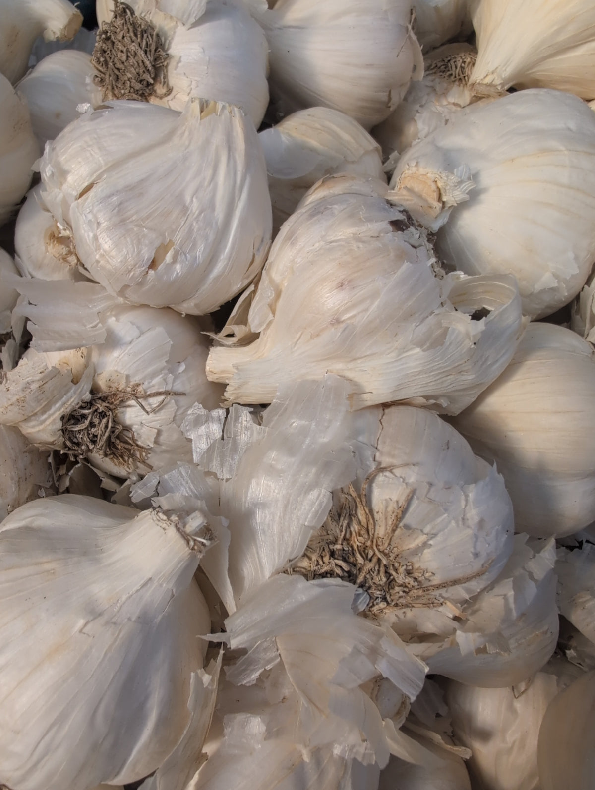 Mennonite - Garlic 1lb