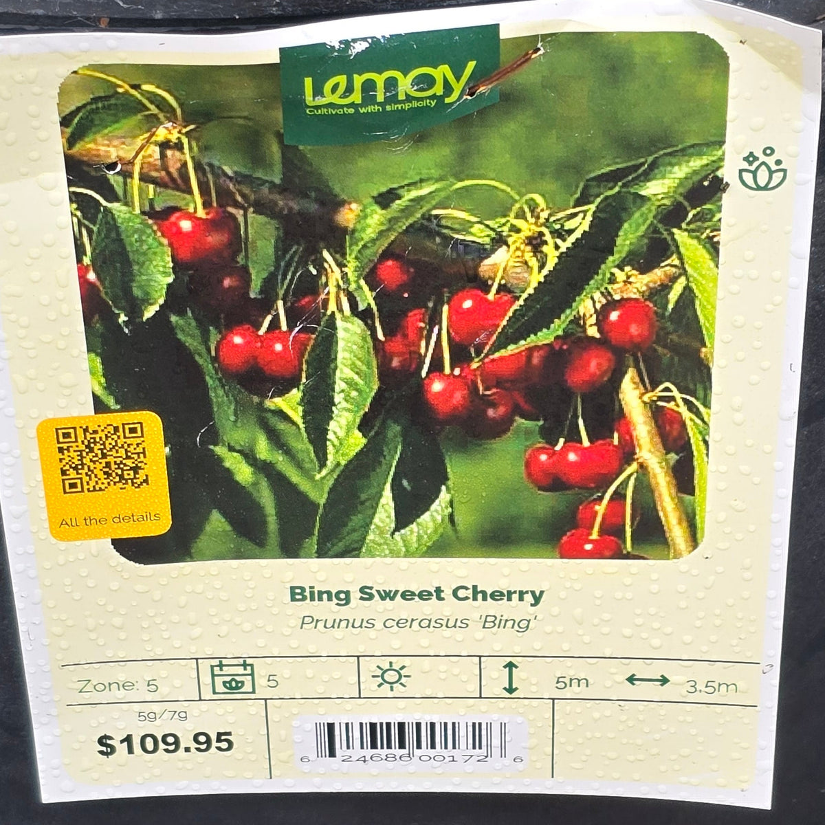 Cherry - Bing Sweet