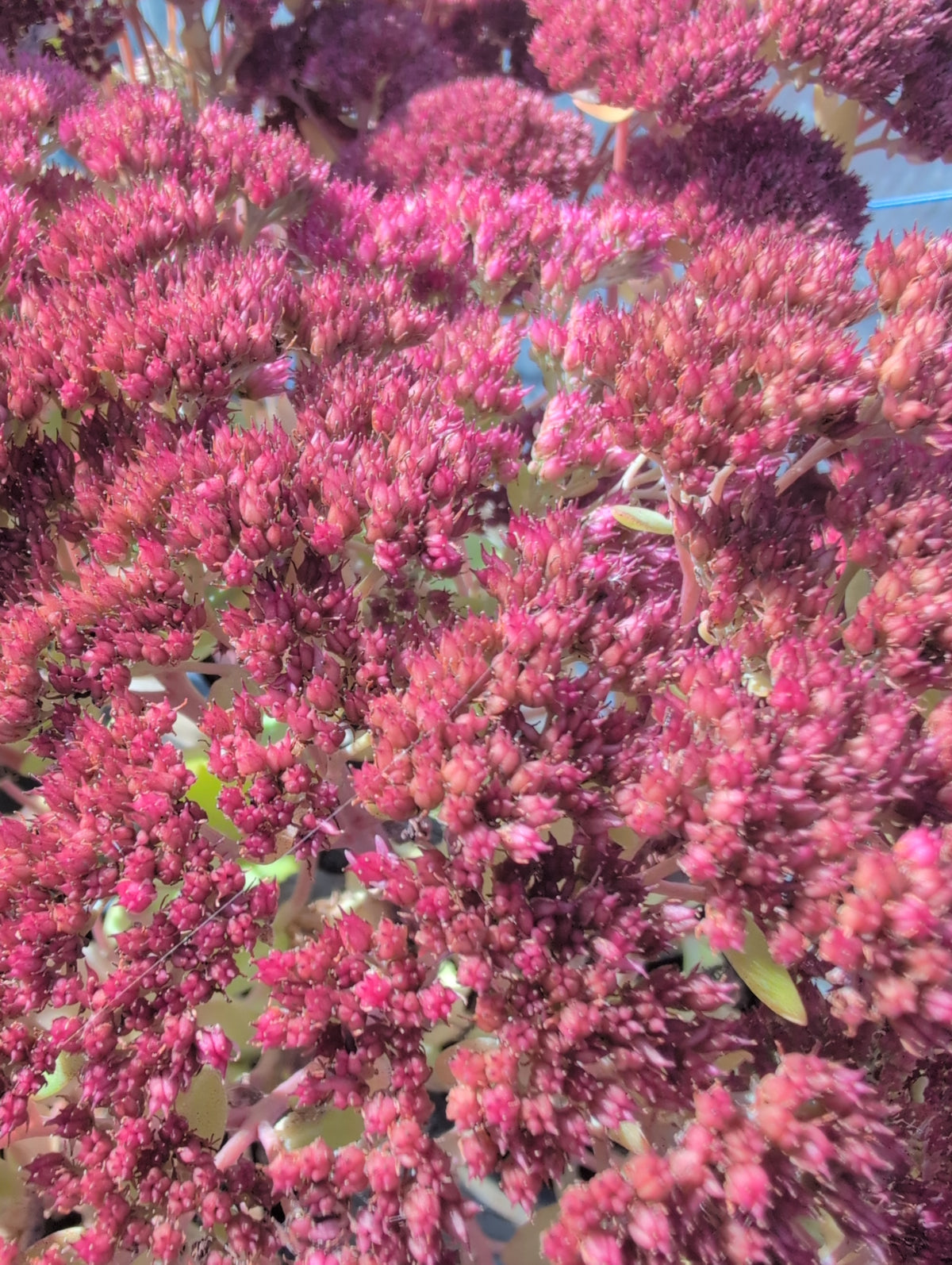Sedum Herbstfreude - Autumn Joy