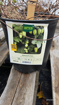 Humulus lupulus WILLAMETTE HOPS