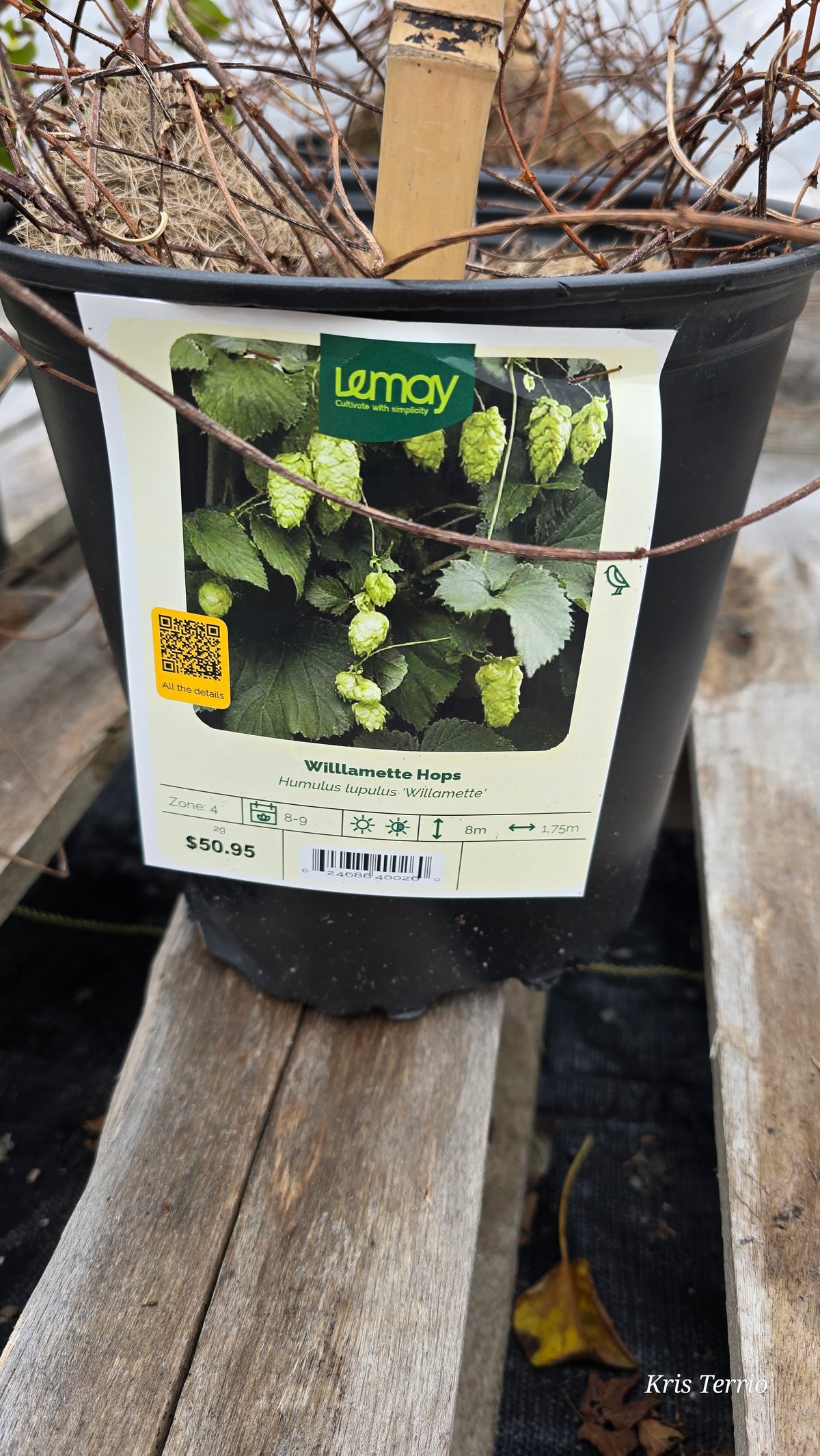 Humulus lupulus WILLAMETTE HOPS