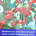 Cherry (Dwarf) - Montmorency Sour