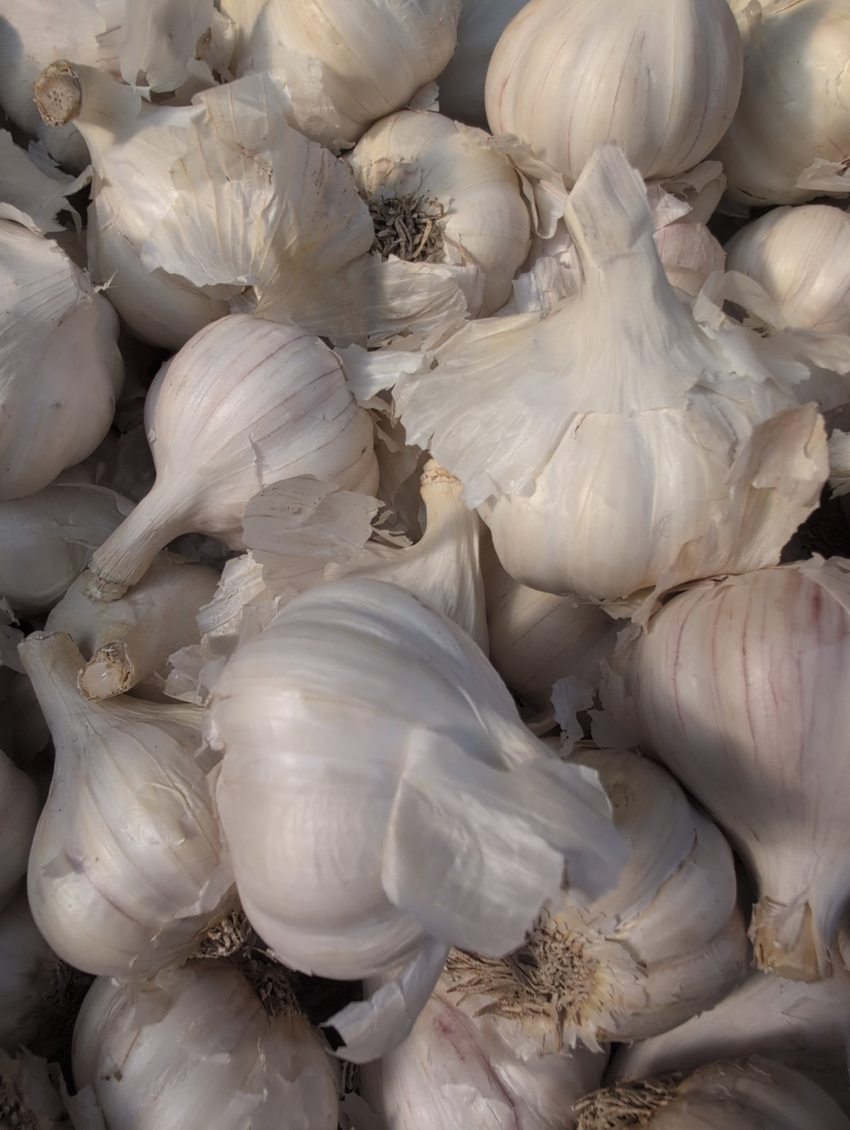 Duganski - Garlic Single