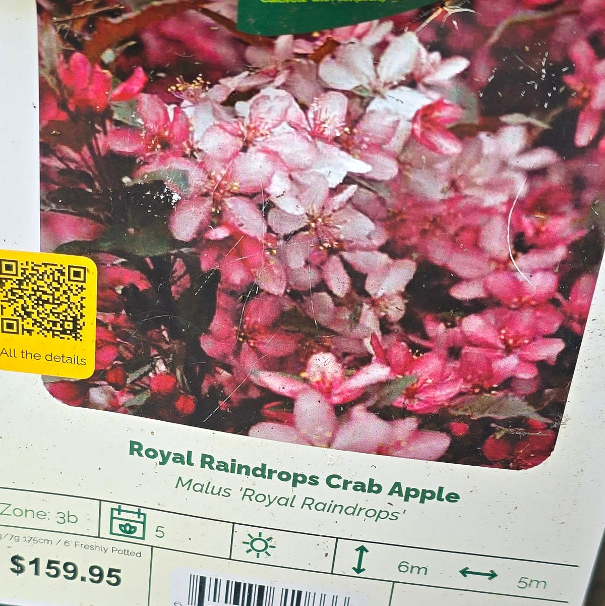 Crab Apple - Royal Raindrops