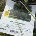 Willow - Golden Weeping
