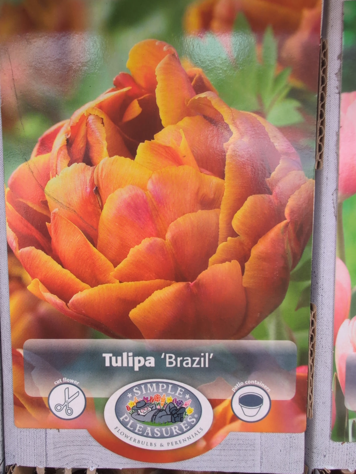 Tulipa Brazil