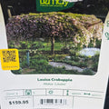 Flowering Crabapple - Louisa