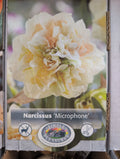 Narcissus 'Microphone'