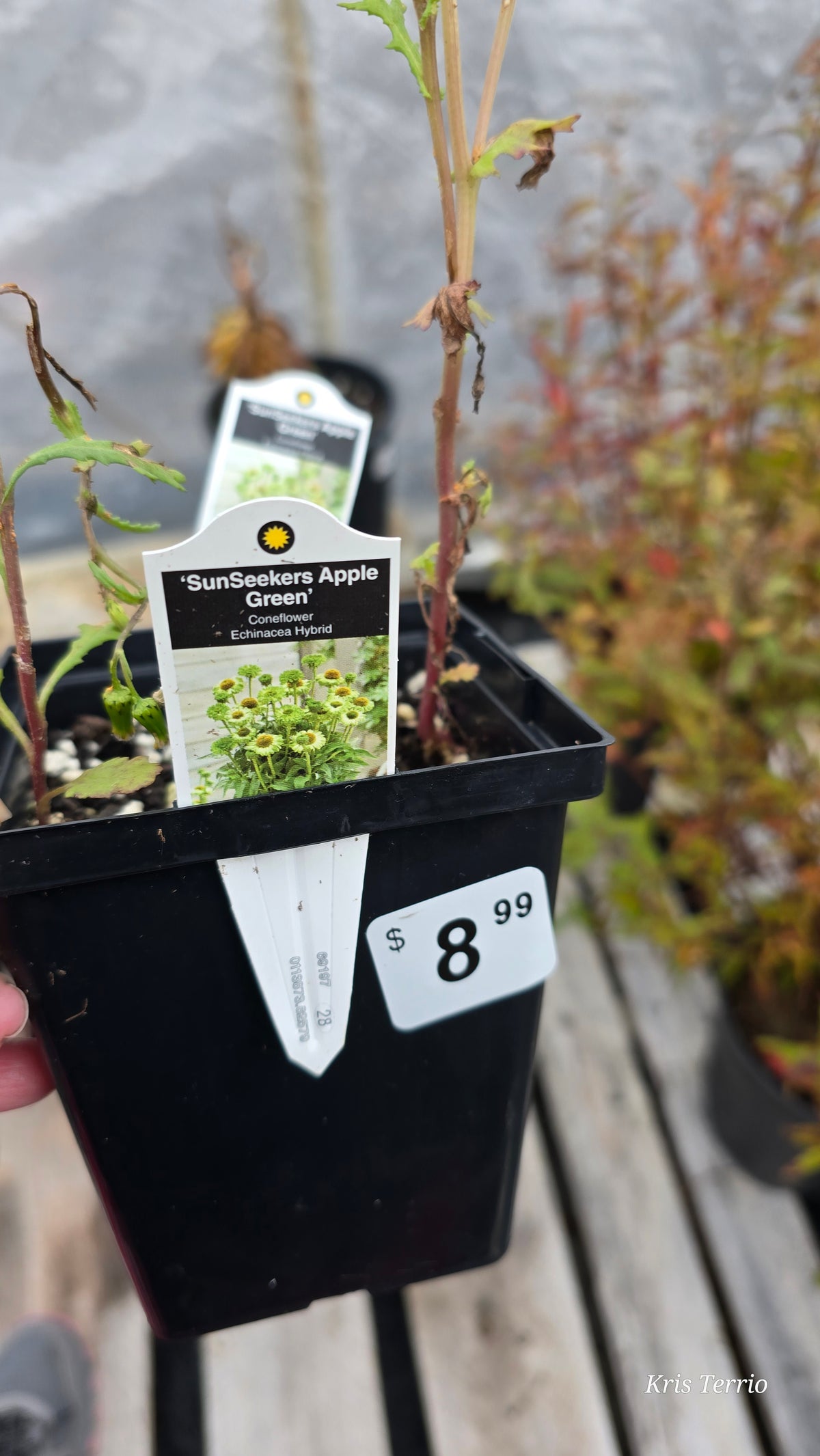 Echinacea Hybrid