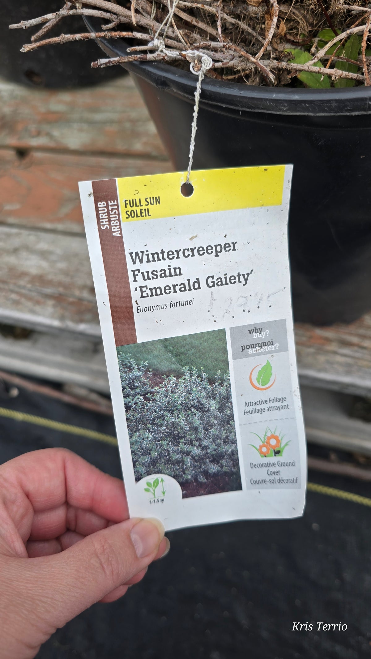 Shrub WINTERCREEPER