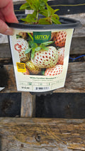 Strawberry WHITE CAROLINA