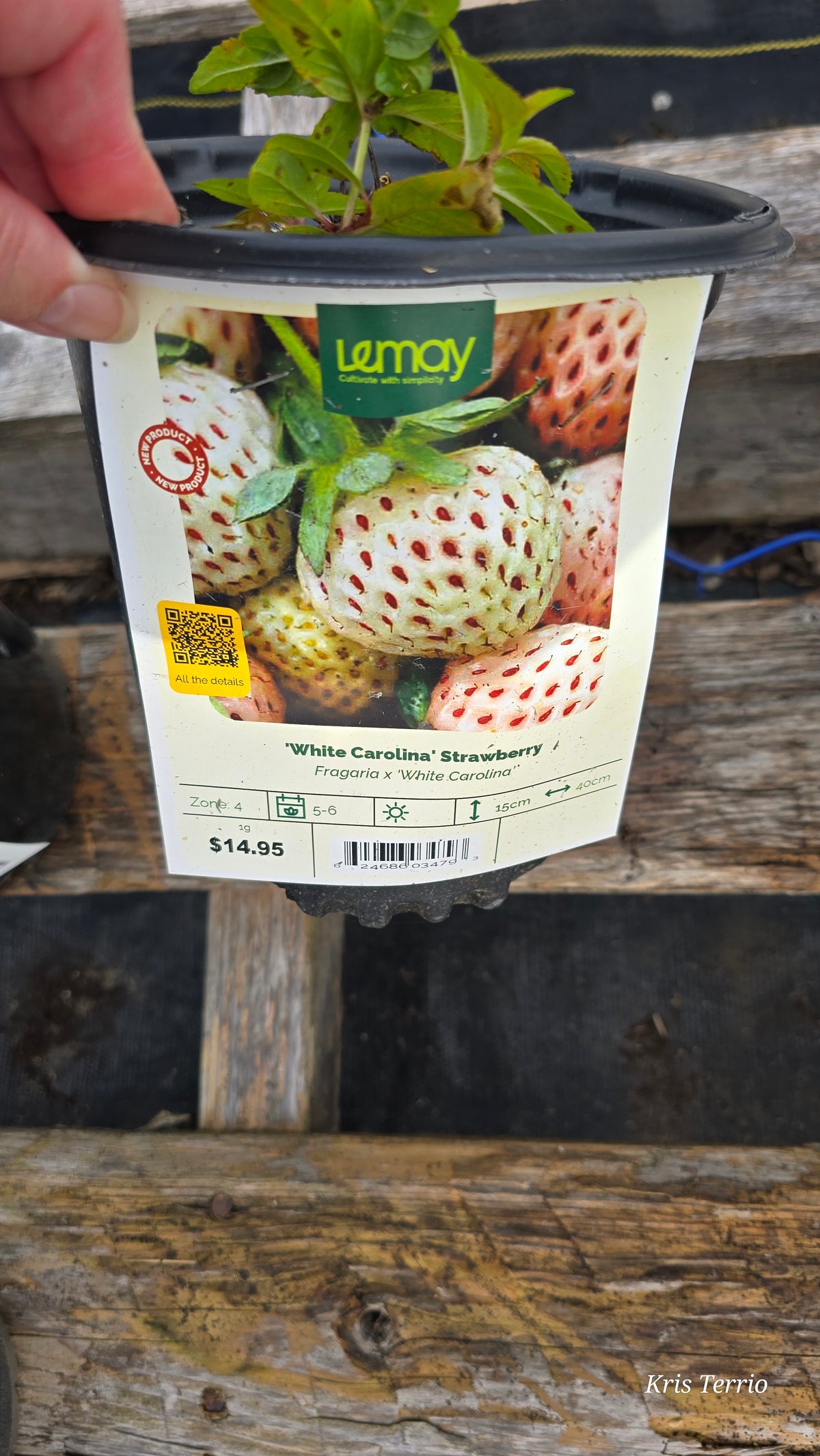 Strawberry WHITE CAROLINA