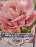 Tulipa La Belle Epoque