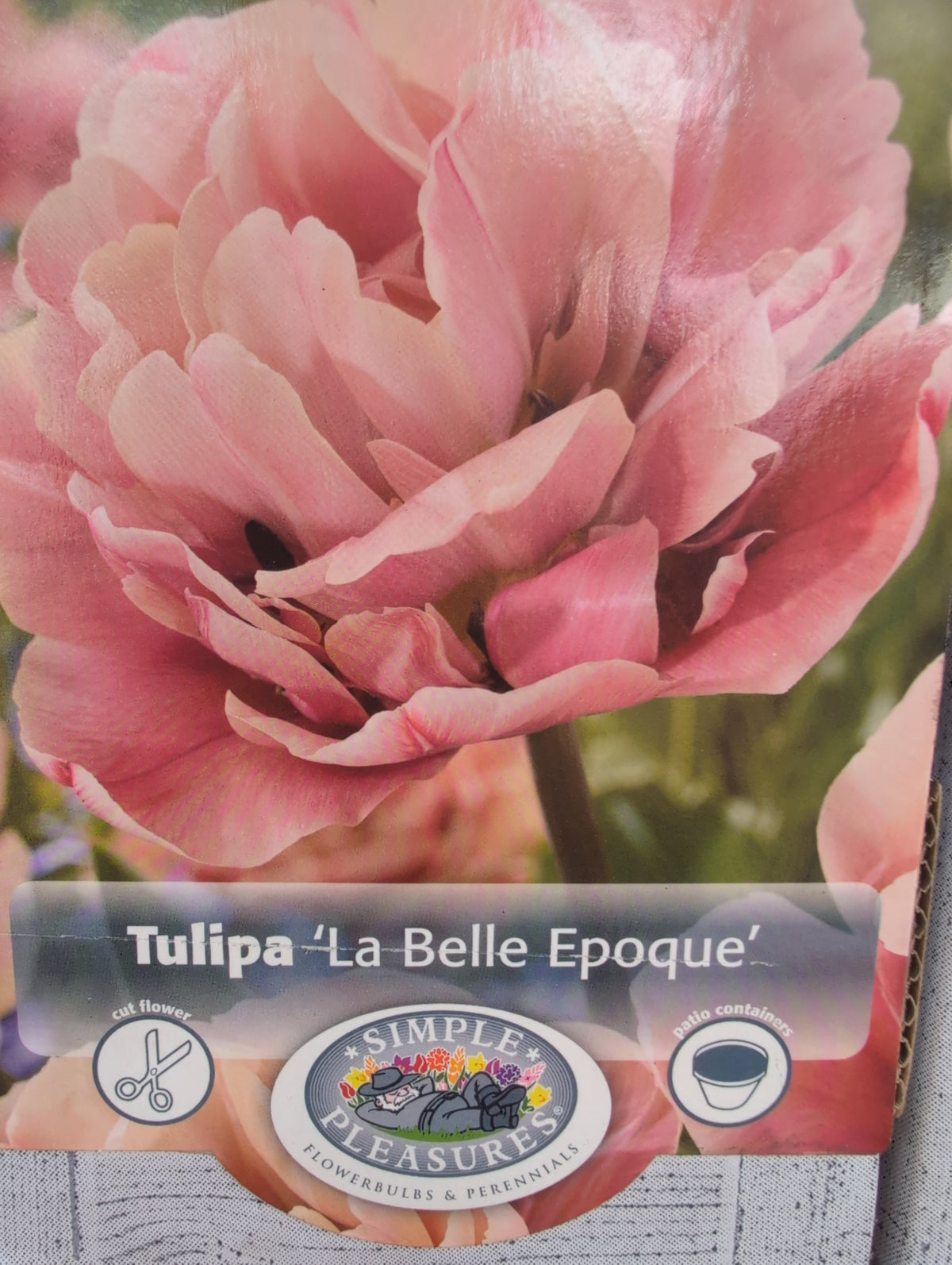 Tulipa La Belle Epoque