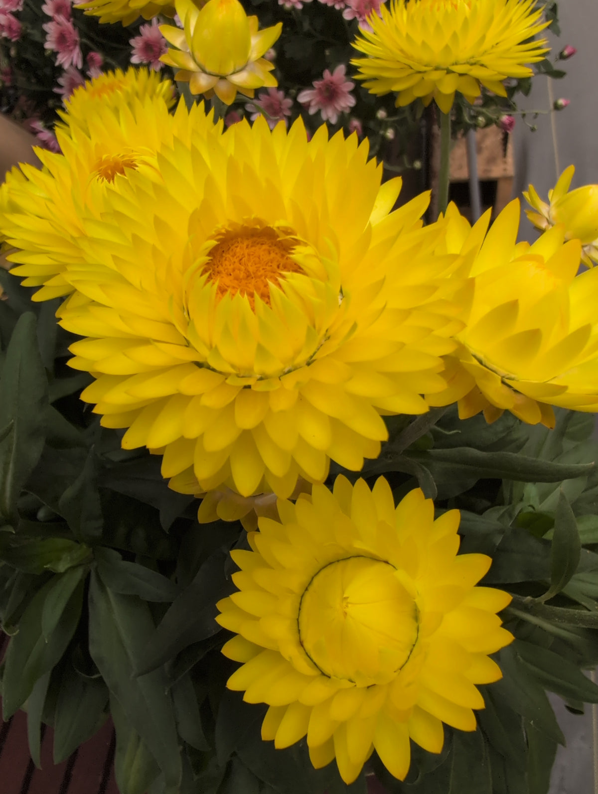 Bracteantha