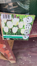 Tulipa NORTH END bulb