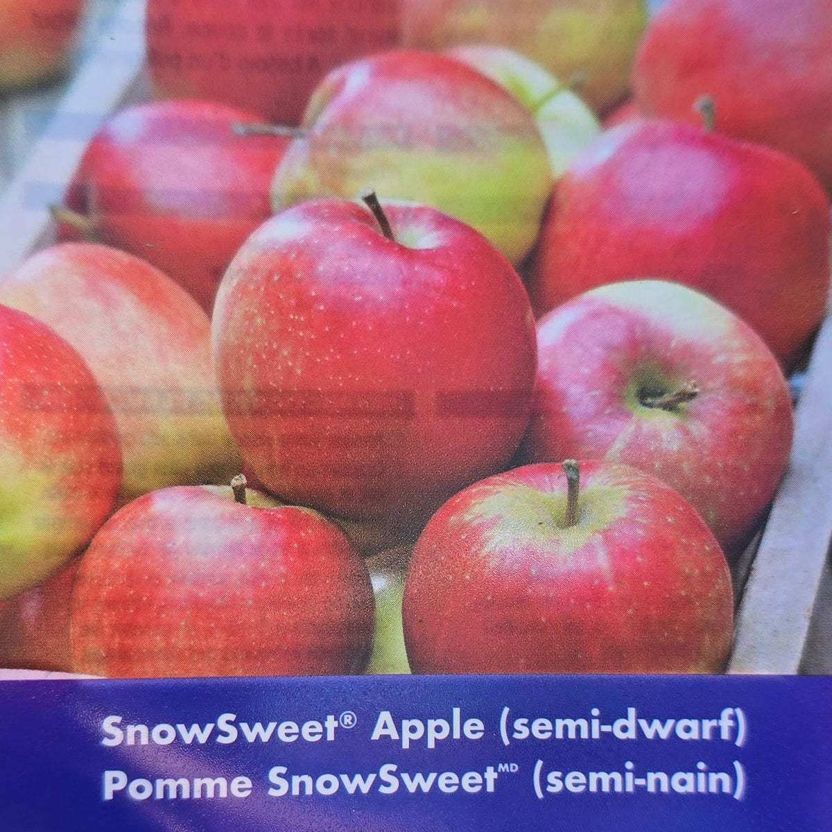 Apple (Semi-Dwarf) - Snowsweet