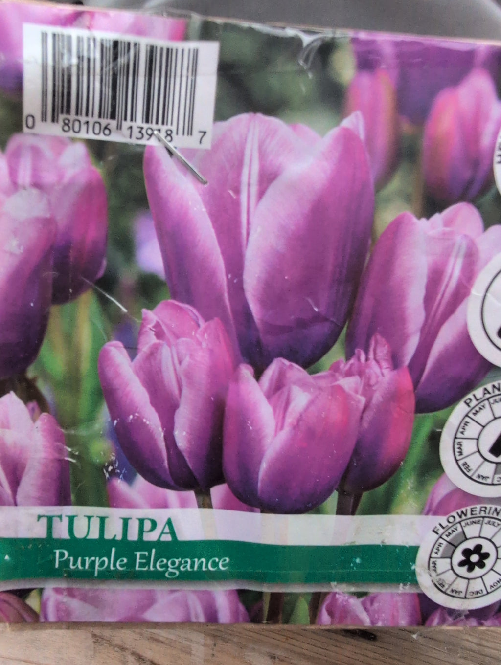 Hyacinth Tulipa Allium