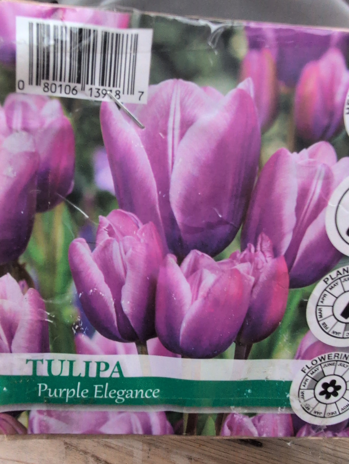 Hyacinth Tulipa Allium